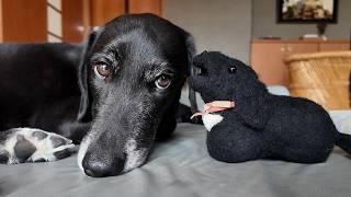 Dog Vlog] A dog beautifully recreated in wool felt. - YouTube