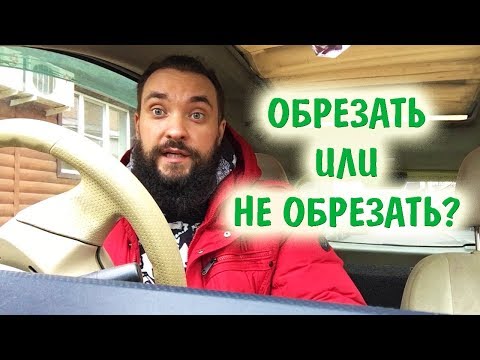 Обо всем за рулем #14 / Надо ли обрезать листья у растений? / Mr.GrowChannel