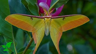 Гигантские бабочки : Актиас Дубернарди. Полный цикл жизни