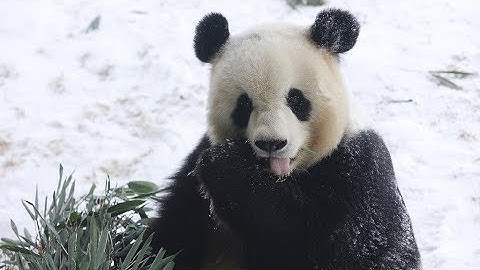 Giant panda enjoys playing with snow in NE China