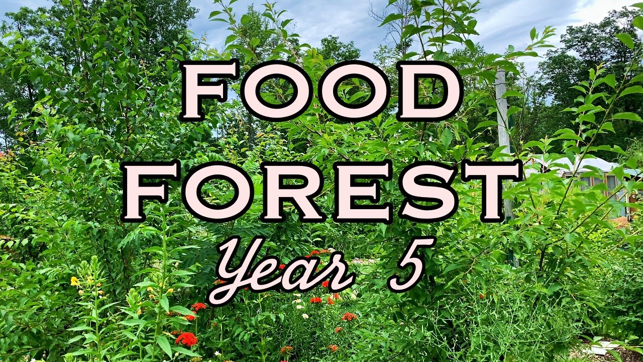 Beautifully Abundant 5 year old Food Forest - Varieties & Visual Examples