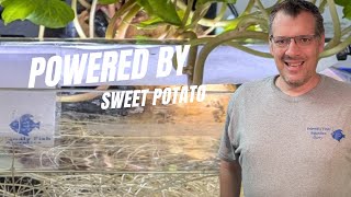 Famous Sweet Potato as a Natural Aquarium Filter? Here's What Happened Wealth