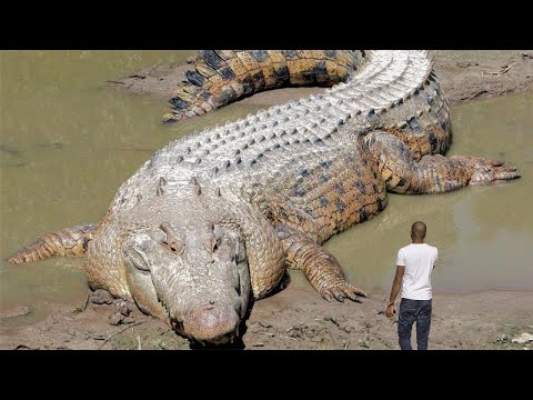 Video: Bölge Mıknatısları: Moskova'daki Sinemaları Canlandırıyor