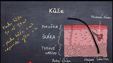 Co jsou falešná kůže a veganská kůže?