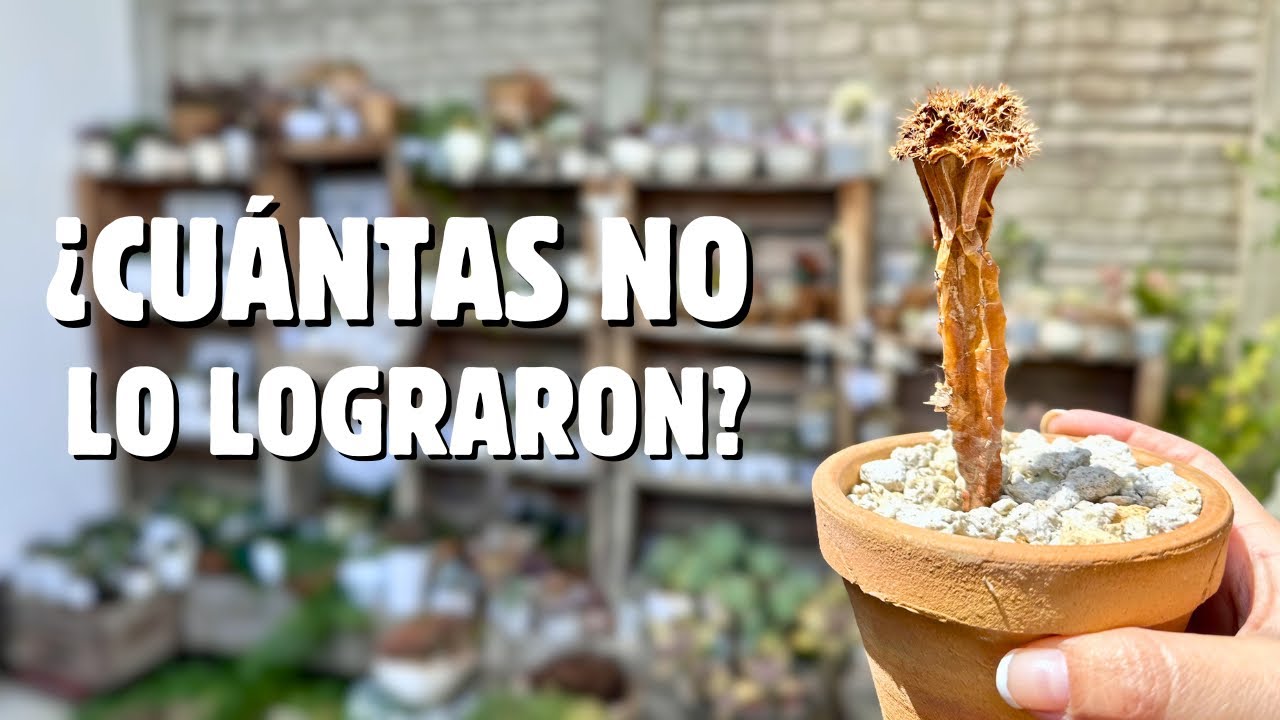 💦Seguimos REGANDO y conté cuántas PLANTAS no lograron SOBREVIVIR en este proceso (3ra parte)