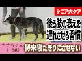 【犬 健康】後ろ肢の衰えを遅れさせる習慣って？将来寝たきりにさせない！シニア犬ケア☆