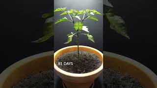 158 Days in 40 Seconds - Peter Pepper|| #shorts #timelapse