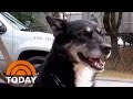 ‘Godwink’ Turns ‘Unadoptable’ Shelter Dog Into K-9 Hero | TODAY ‘Godwink’ Turns ‘Unadoptable’ Shelter Dog Into K-9 Hero | TODAY