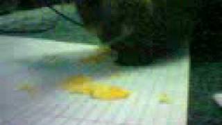 Cat Eats Chip