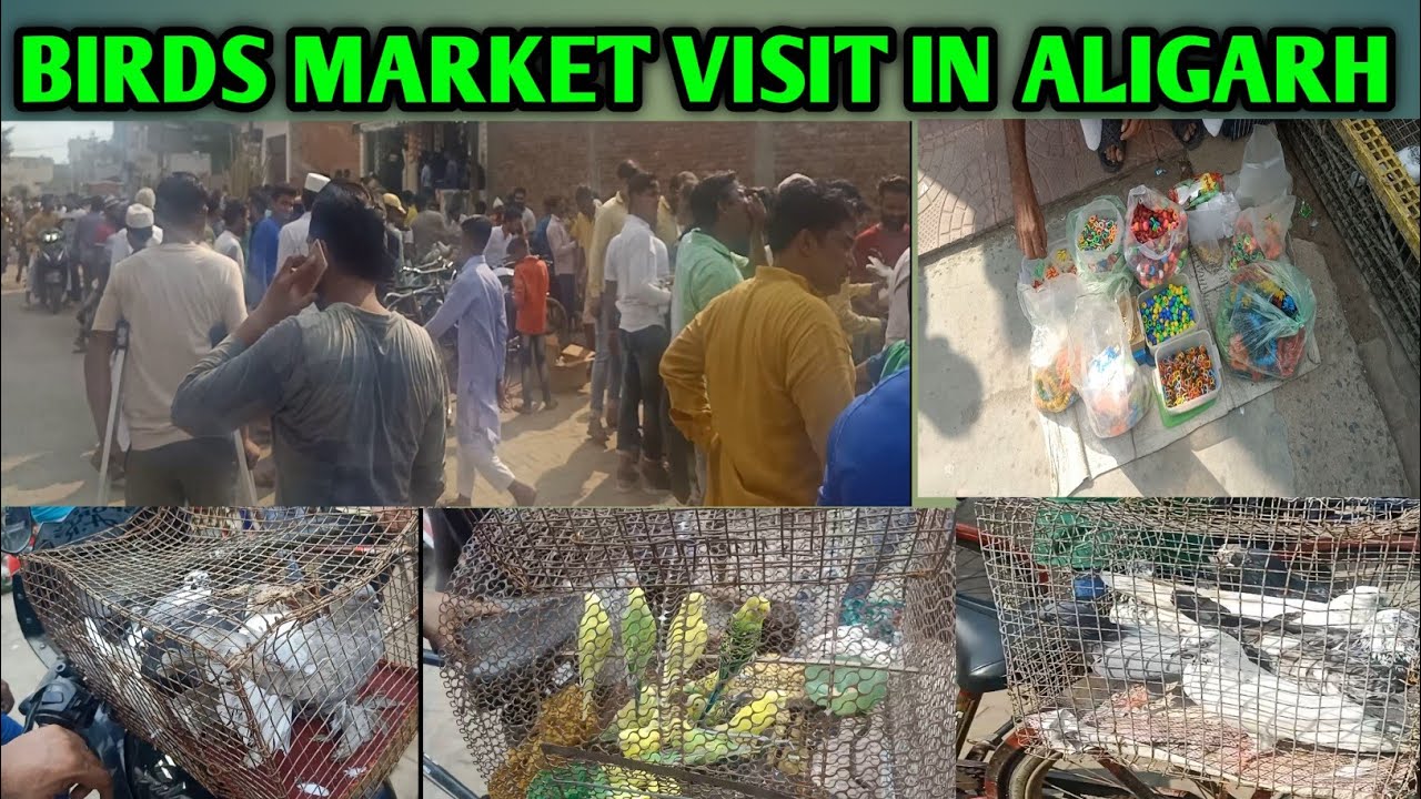 Aligarh Birds market  visit