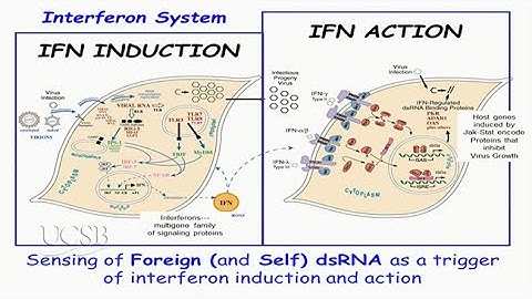 Viral Threats to Humankind: Antivirals and Lessons Learned from Interferons