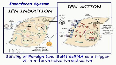 Viral Threats to Humankind: Antivirals and Lessons Learned from Interferons