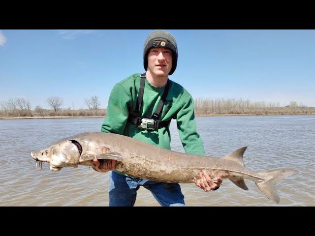 How To Catch PREHISTORIC MONSTERS  North Saskatchewan River Sturgeon  Fishing 