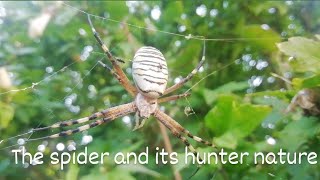 The nature of the western coast of the Crimean and its inhabitants (Spider) Паук и его паутина Крым