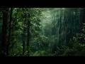 Rain in the Redwood Forest 🌧️ Deep Sleep Nature Sounds and Relaxation