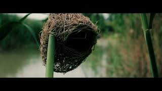 Click to watch video