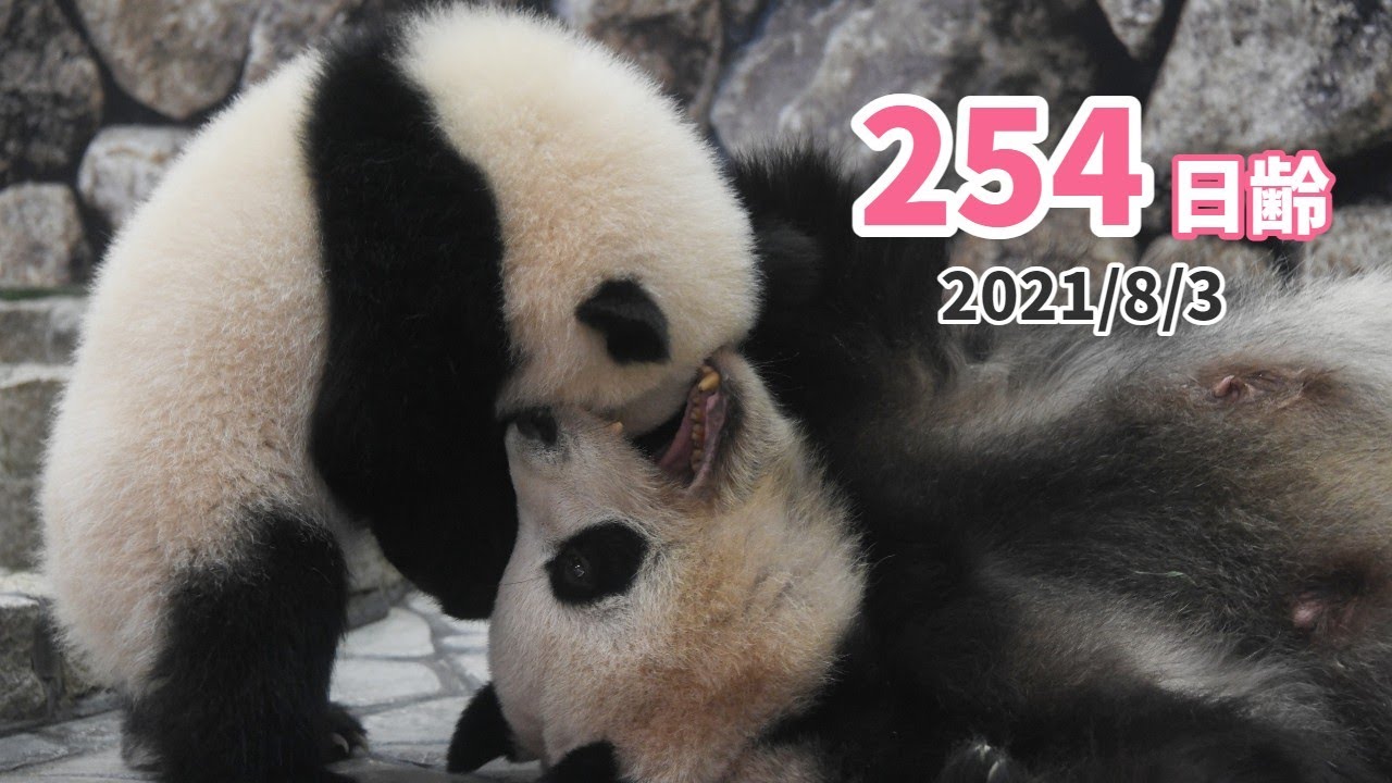 パンダの赤ちゃん 楓浜 かぶりつく程 かわいい 254日齢 Youtube