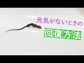 元気がなくなったカナヘビの回復方法