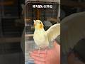 【鳥Part2】外に出れた喜びが溢れ出てるインコ #parrot #鳥 #birds #かわいい