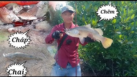 Trải nghiệm câu cá chẽm ở Bình Đại  Bến tre và cái kết