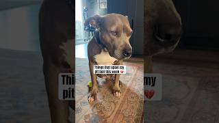 Things that upset my pit bull this week 💔#pitbullsofficial #bullybreed #amstaff #dogvideos