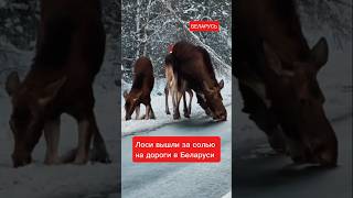 В поисках соли. Лоси вышли на дороги в Беларуси #беларусь #соль #лоси #,зима #новыйгод