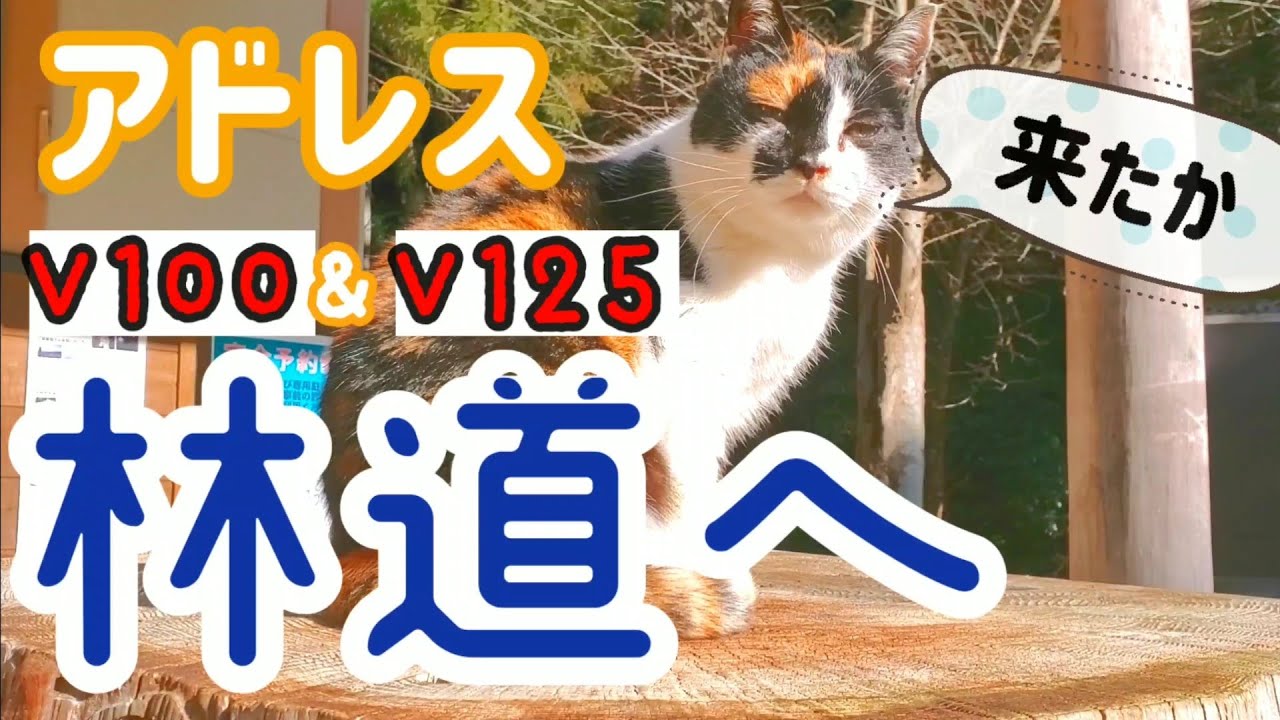 アドレスV100初林道ツーリングで言葉にならない言葉を発しまくる奥さん