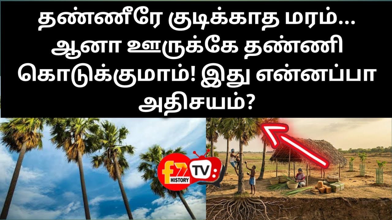 தண்ணீரே குடிக்காத மரம்... ஆனா ஊருக்கே தண்ணி கொடுக்குமாம்! இது என்னப்பா அதிசயம்?