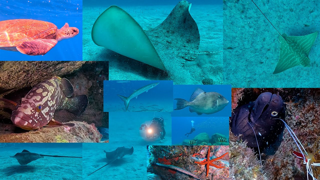 Buceo en El Bufadero, Los Cristianos