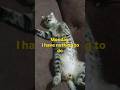nothing to do #viralreels #cat #cute