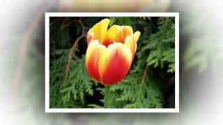 Цветочная история