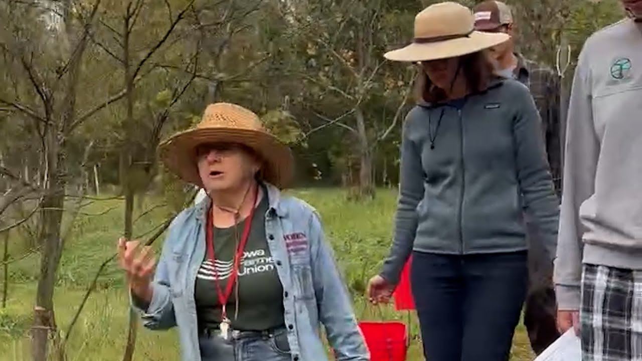 How to Cure Fresh Chestnuts | Iowa Farmer Kathy Dice