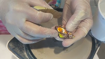Alberta Ammolite Gem and Jewelry Production with Fossil Dad!