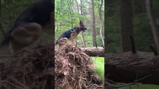Troy Skill work in the woods #germanshepherd #gsds #gsd #dogtraining #ireland