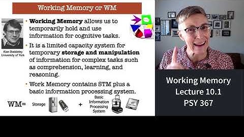 367 Lecture 10.1 Working Memory and the Central Executive