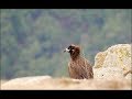 les vautours moines de Dadia