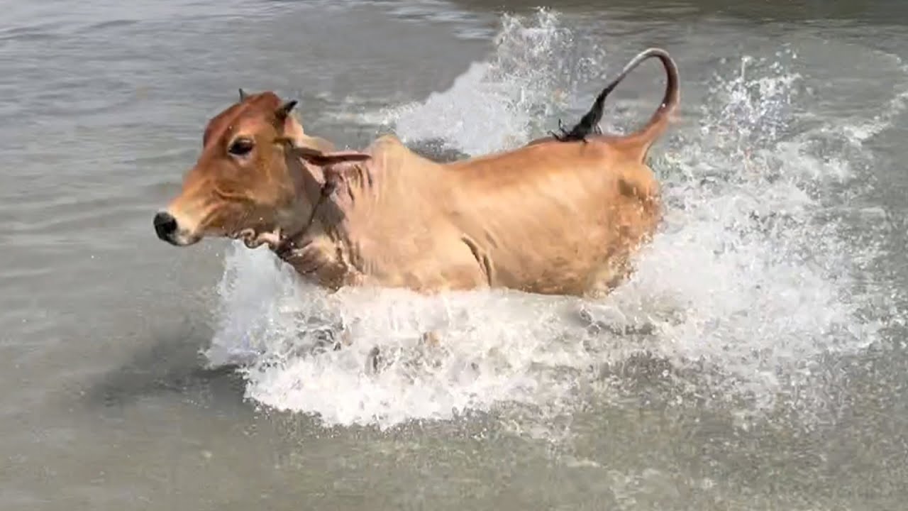 cow unloading, cow videos, cow video, big cow, goru hamba cow, Ep - 79