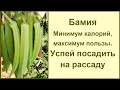 Бамия – «пылесос» для организма