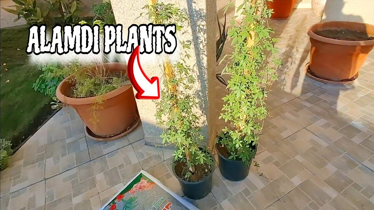 BUMILI NG PLANTS SI MADAM | 