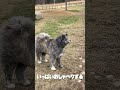 秋田犬長毛カイは大好きな人が来て大騒ぎ