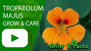 Tropaeolum majus - grow, care and eat (Garden nasturtium)