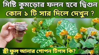 কোন ১ টি সার দিলে - মিষ্টি কুমড়োর ফলন হবে দ্বিগুন দেখুন - স্ত্রী ফুল আনার গোপন টিপস জানুন
