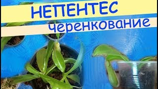 Непентес Вентрата: черенкование, формирование куста, укоренение и рост молодого растения.