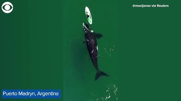WEB EXTRA: Whale Swims Next To Paddleboarder