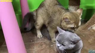 British Shorthair Cats Animal Onlinetheplanet Compilation Videos 2019 by ONLINE THEPLANET 73 views 5 years ago 14 minutes, 26 seconds