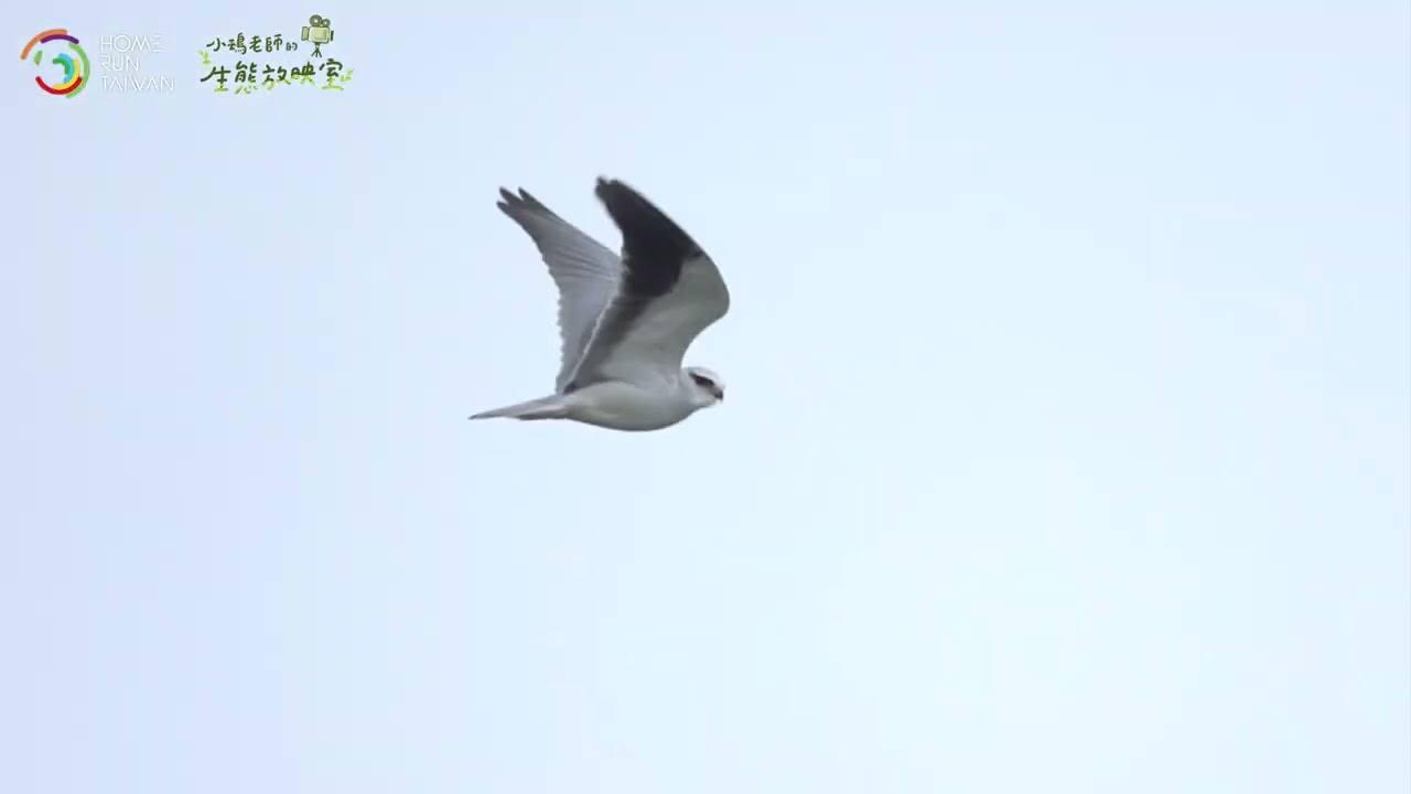 小鵐老師的生態放映室｜破解黑翅鳶的 3 大空中神技 縮圖
