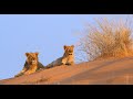 Lion pride documentary  the realm of the desert lion  namibia safari full