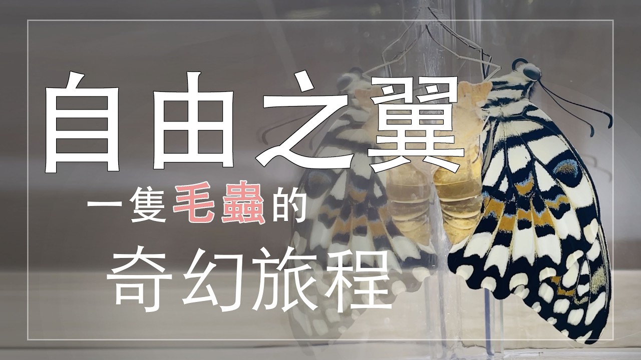 自由之翼 | 一隻毛蟲的奇幻旅程 #無尾鳳蝶 #羽化 縮圖