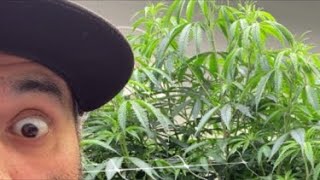 Cuttin 432 clones