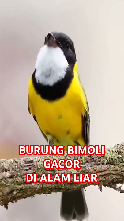 Burung Bimoli gacor#Burung masteran#kicau burung